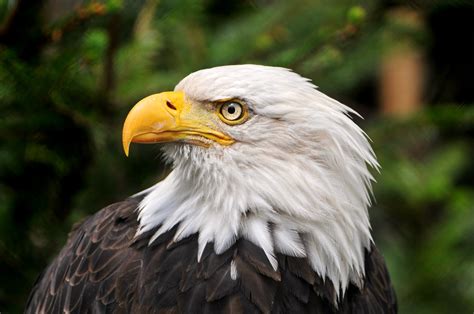 Close up photo of bald eagle, america HD wallpaper | Wallpaper Flare