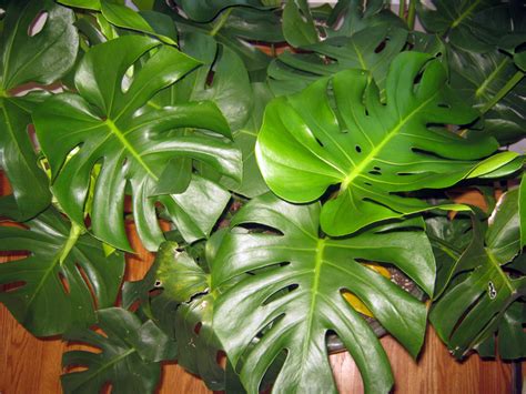 Easy Houseplant—Swiss Cheese Plant or Monstera Deliciosa - Dengarden