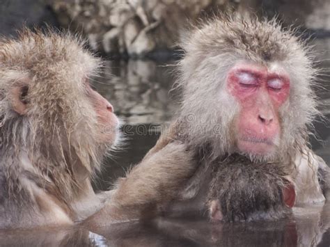 Snow Monkeys in Hot Springs of Nagano,Japan. Stock Image - Image of ...