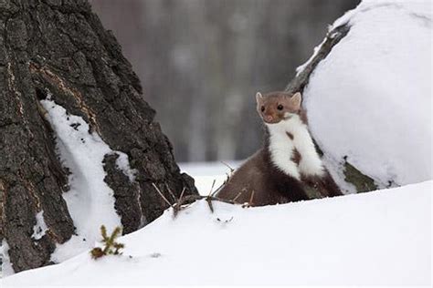 Beech marten / fouine - france wildlife