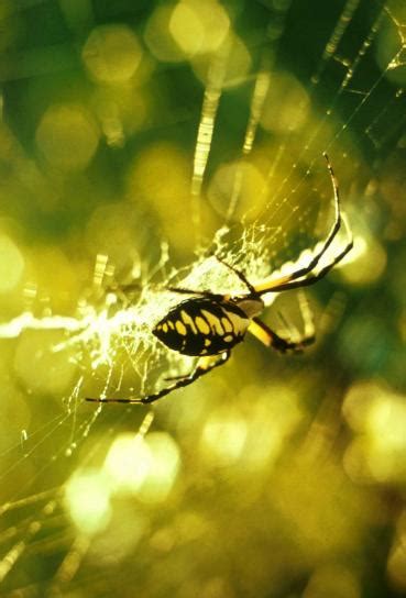 Free picture: garden, spider, spider, web, macro, photography