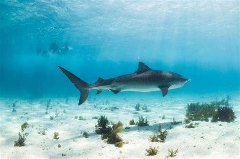 Save Our Sharks - Australian Marine Conservation Society