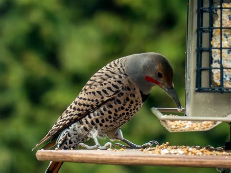 Top 28 Backyard Birds in Utah (Free Identification Printable) - Bird ...