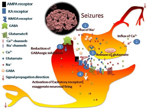 ¿Es la epilepsia genética?