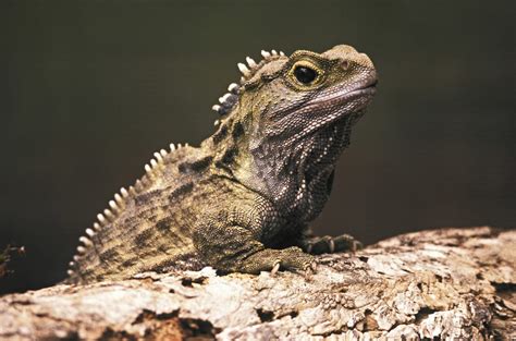 New Zealand’s Slow-Moving ‘Living Fossils’ Have the Fastest Sperm Among Reptiles – Best Mystic Zone