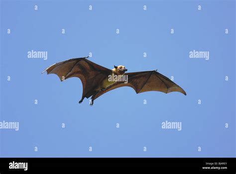 Flying Fox (Pteropus giganteus) flying in Sri Lanka Stock Photo - Alamy