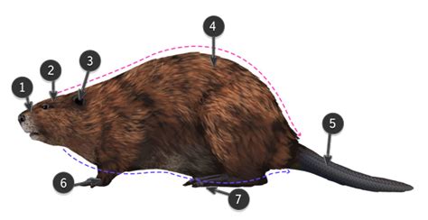 How to Draw Animals: Big Rodents and Their Anatomy