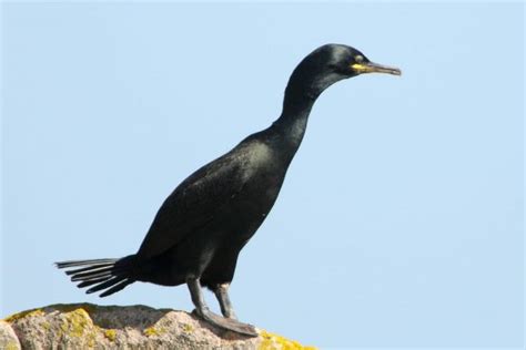 Shag - BirdWatch Ireland