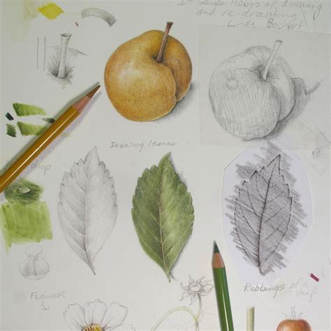 Teaching Botanical Illustration - How and Why I began - Draw Botanical LLC