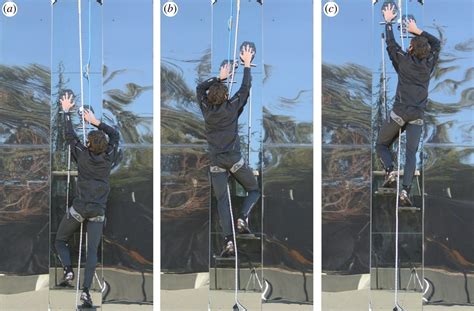 A Gecko-Inspired Invention Lets Humans Scale Walls Like Spider-Man ...