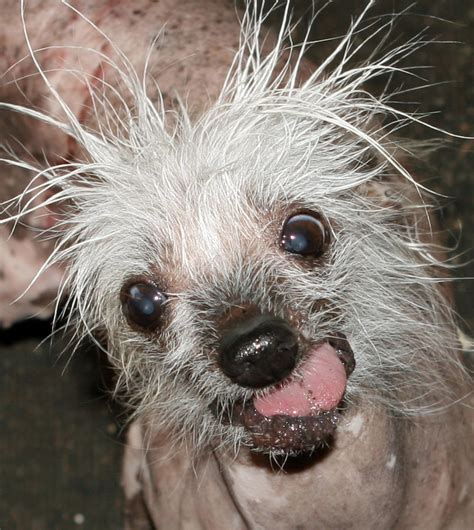 Mangy mutts to bark it out for World’s Ugliest Dog title | New York Post