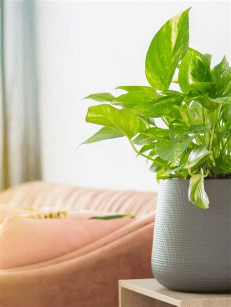 6 Fact-Checked Pothos Plant Benefits