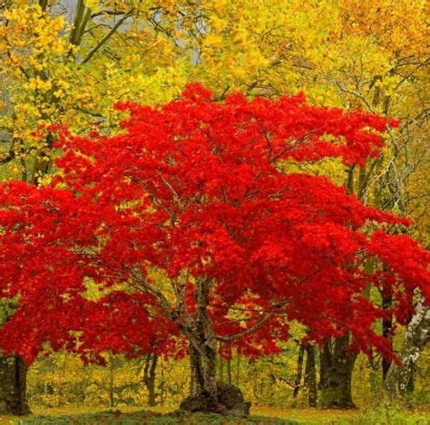 25 Best Chinese maple trees ideas | chinese maple tree, maple tree, maple bonsai