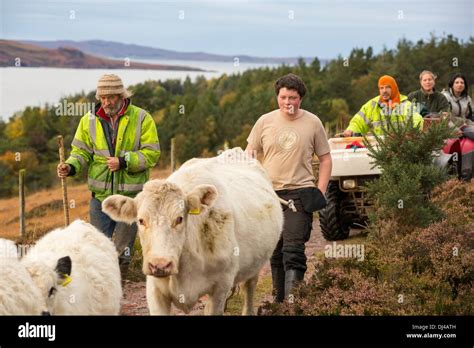 Cattle droving scoraig hi-res stock photography and images - Alamy