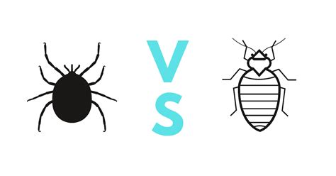 Tick vs Bed Bug: A Guide with Photos