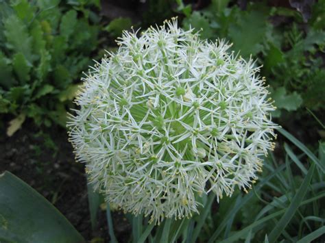 Allium karataviense 'Ivory Queen' closeup - Rotary Botanical Gardens