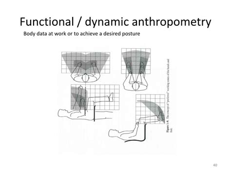 PPT - ANTHROPOMETRY AND DESIGN PRODUCT PowerPoint Presentation, free download - ID:3129097