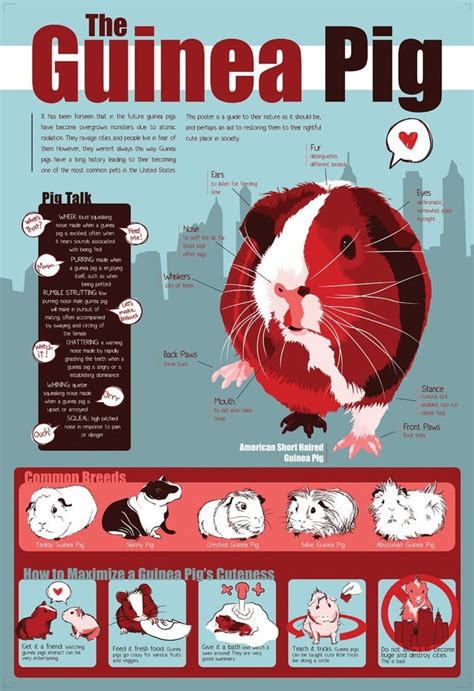 Guinea Pig Infographic : r/guineapigs