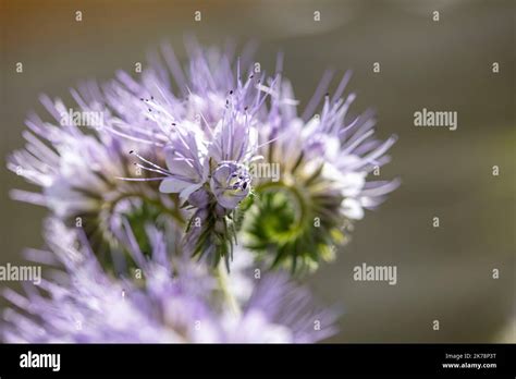 Stunning Phacelia tanacetifolia, bee friendly green manure, flower in close up, natural plant ...