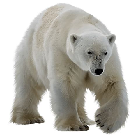 Polar Bear PNG Images (Transparent HD Photo Clipart) | Polar bear ...