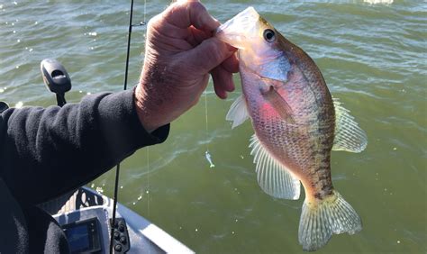 Lessons for Catching Winter Crappie Amid Changing Conditions