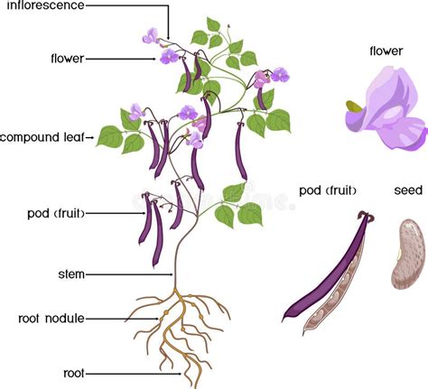 Parts of Plant. Morphology of Bean Plant with Purple Fruits, Flowers ...