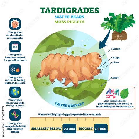 Tardigrades Water Bears vector illustration. Labeled described moss piglets Stock Vector | Adobe ...