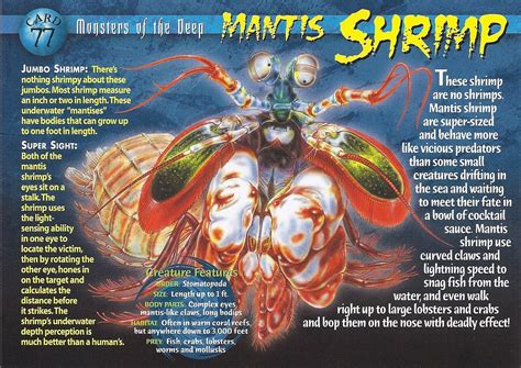 Beware the Dreaded MANTIS SHRIMP!