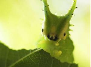 Japanese Emperor Caterpillar: What's Not to Love With a Face Like This ...