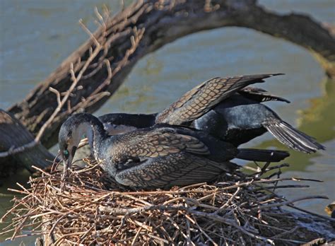 Pictures and information on White-breasted Cormorant