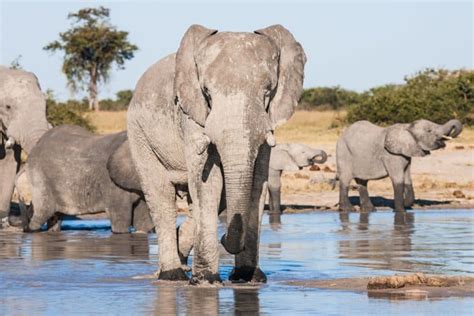 The 25 Best National Parks in Africa for Wildlife Safaris