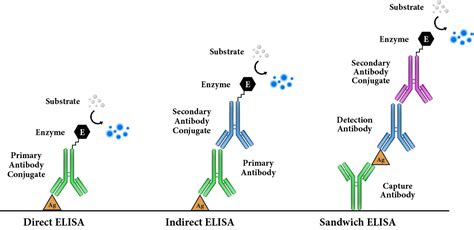 Enzyme-Linked Immunosorbent Assay (ELISA) | AAT Bioquest