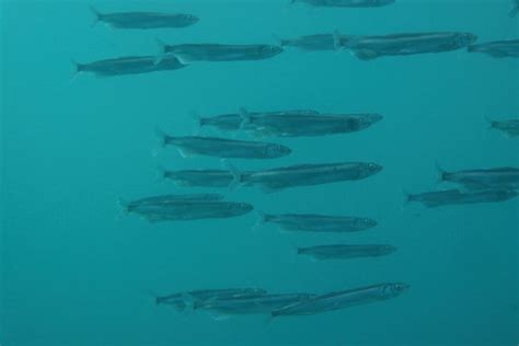 No Capelin quota issued in Iceland 2019 - Arctic Portal