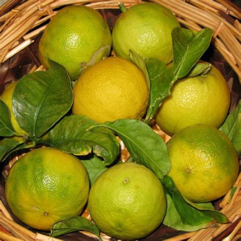 Bergamot orange tree : Citrus bergamia