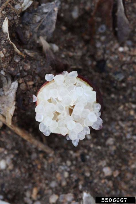 Australian Finger Lime (Microcitrus australasica cv. Australian Finger Lime)