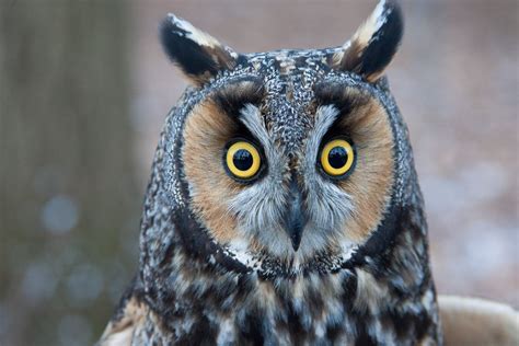 Long-Eared Owl Wallpapers Images Photos Pictures Backgrounds