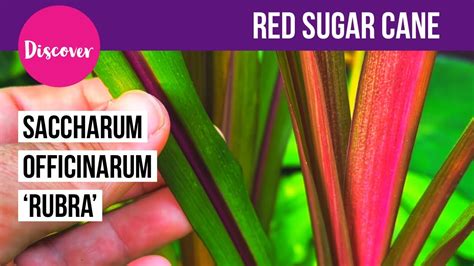 Red Sugar Cane (Saccharum officinarum 'Rubra') - Tropical style garden ...