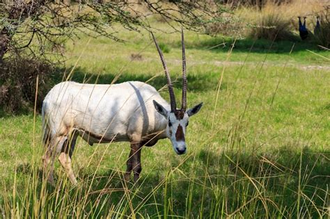 Premium Photo | Arabian oryx or white oryx (oryx leucoryx) medium-sized antelope with long ...