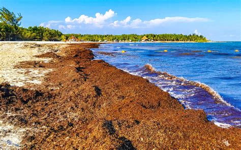 A Sargassum belt can ruin a day at the beach, but what is it? - Earth.com