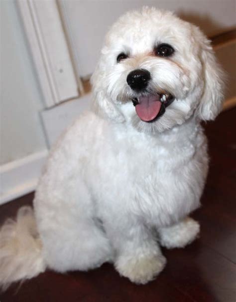 Top 10 Photo of Maltipoo Hairstyles | Floyd Donaldson Journal