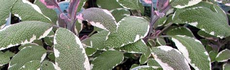 Culinary Sage | Portland Nursery