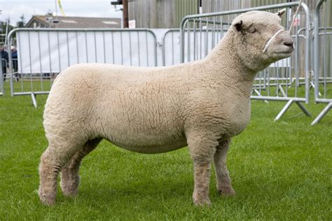 Southdown Ewe. This breed of sheep is mostly used for meat. | Sheep, Babydoll sheep, Goat farming