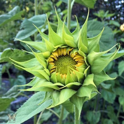 SunFill Green Sunflower Seeds - Annual Flower Seeds