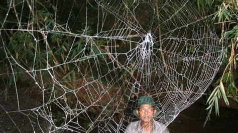 Photos: World's Biggest, Strongest Spider Webs Found