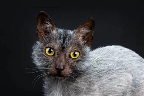 Lykoi cat breed - Feed Stray Cats