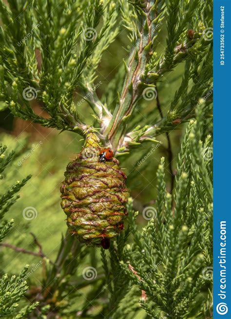 Giant Sequoia Green Leaves and a Cone with Ladybug. Sequoiadendron ...