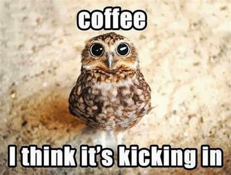 Caffeinated Owl – viralcoffee