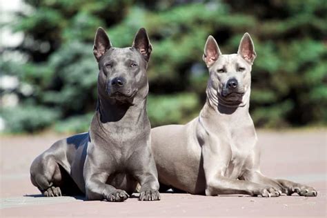 Thai Ridgeback Dog Breed Information | Dogs 101 Thai Ridgeback