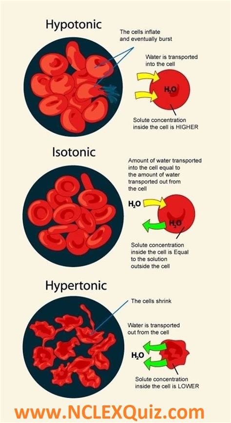 Red blood cells in hypertonic, isotonic, and hypotonic solutions ...