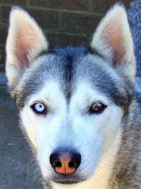 14 Pets And Celebrities With Heterochromia | Husky with blue eyes, Siberian husky puppies, Cute dogs